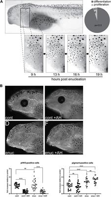 Visual input regulates melanophore differentiation